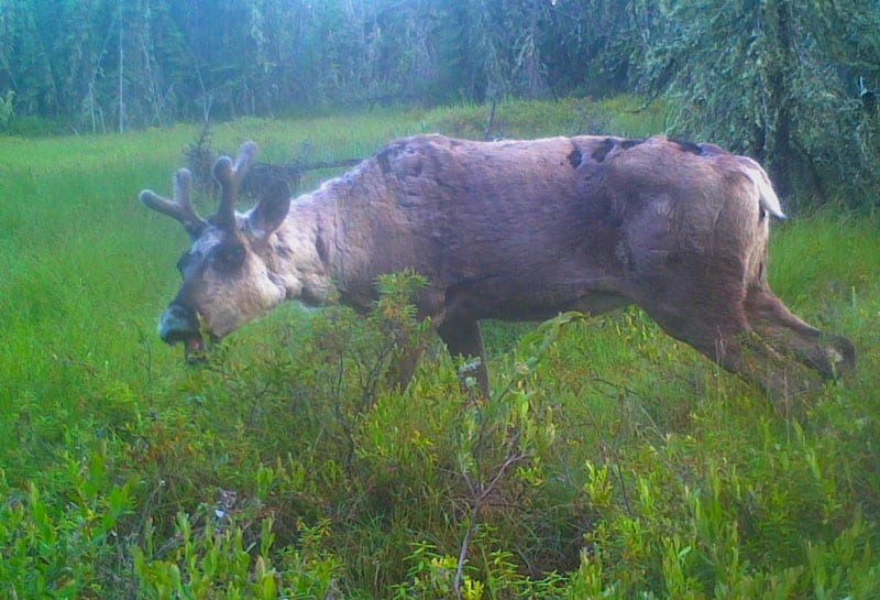 Concern for Caribou Herds (Radio Interview)
