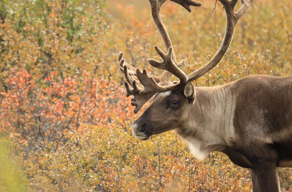 How protecting caribou can help climate
