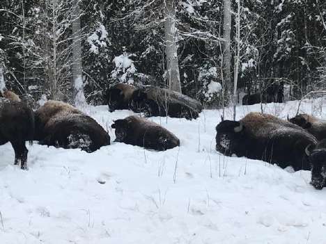 Community Monitoring of Threatened Wood Bison (Final Report)
